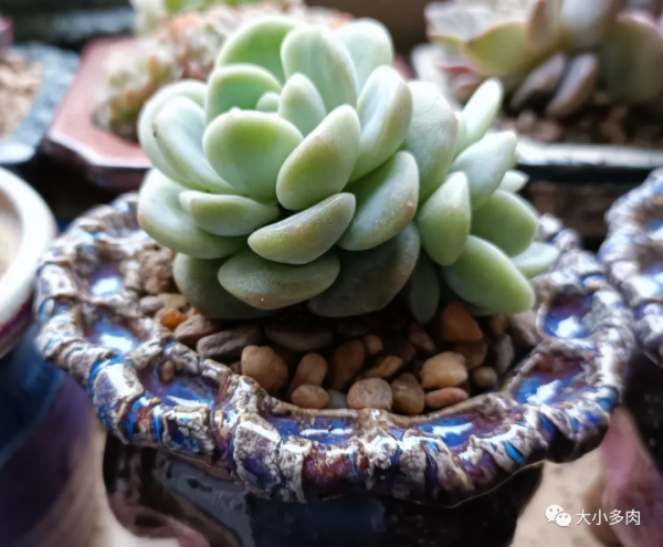 因為多肉，貓眼盆多了生命的光彩；因為盆，多肉有了藝術的韻味