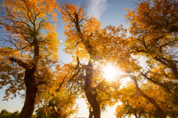 毫無懸念!今年最美的國內秋天,果然還是額濟納 毫無懸念!今年最美的國內秋天,果然還是額濟納