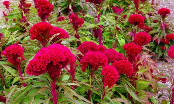 8種漂亮的花,到了秋天別忘採種子,來年繼續播種 8種漂亮的花,到了秋天別忘採種子,來年繼續播種