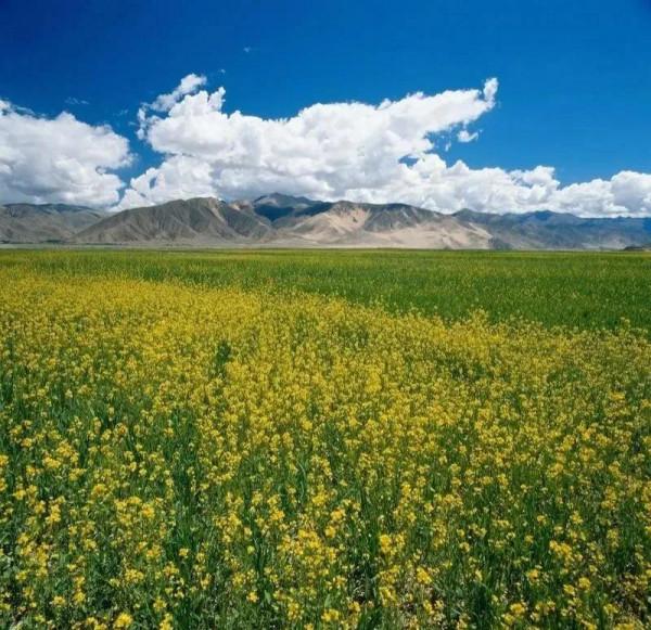 分享圖片，春天來了，滿山遍野的油菜花開了