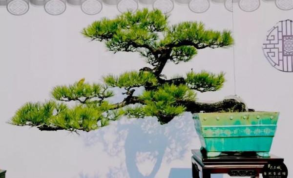 古鎮經典盆景欣賞