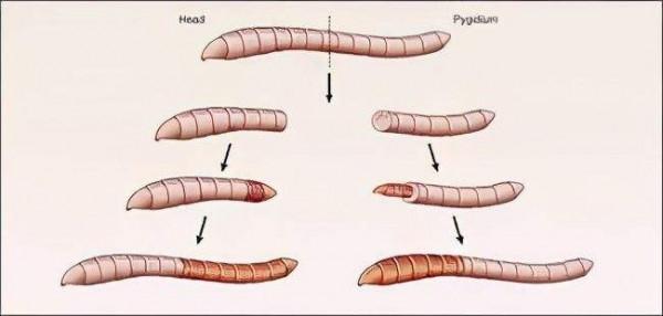 重大突破！哈弗大學青蛙&OpenCurlyDoubleQuote;立功&rdquo;，斷肢重生、有血有肉還能踢腿