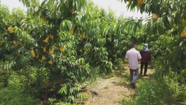 江蘇大叔發明出&quot;懶人種桃法&quot;，種出一斤半&quot;桃王&quot;，一個桃達125元