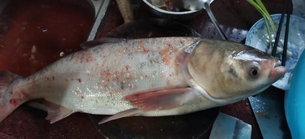 廣西老表釣到8斤大白鰱 喂酒糟的魚塘 今晚有口福了