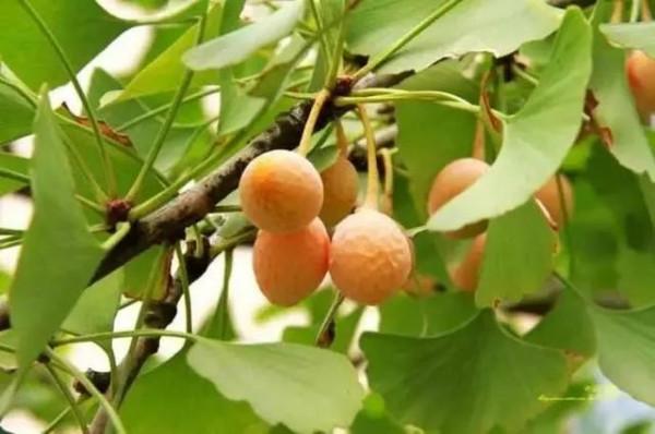 中藥古今研究：白果（銀杏）