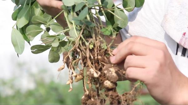 種花生，烯效唑什麼時候用？注意2個時期，結果多，產量高