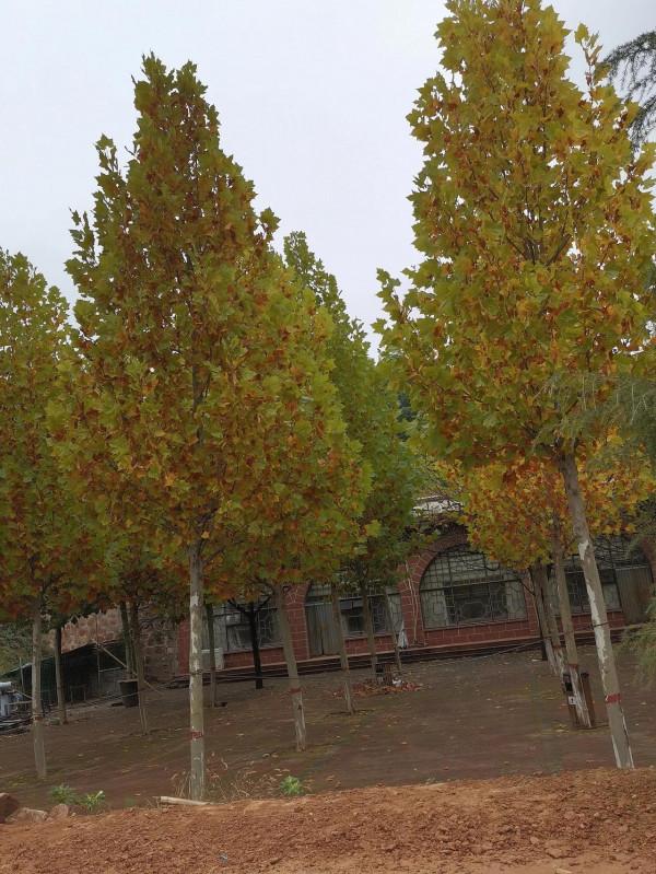 記中午接娃 記中午接娃