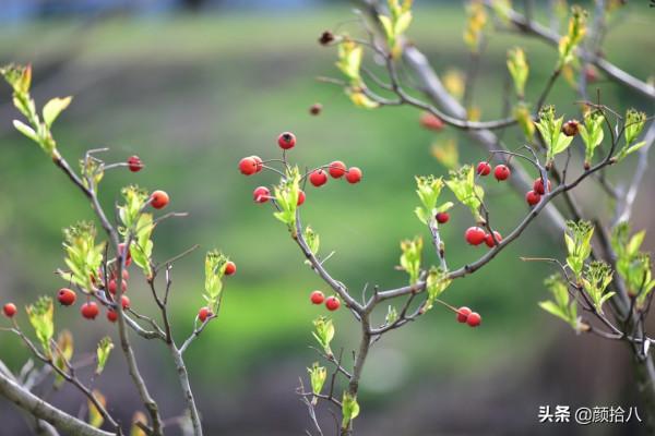 鳥兒們過冬必備 - 紅透整個冬日的迷你山楂果 |園丁