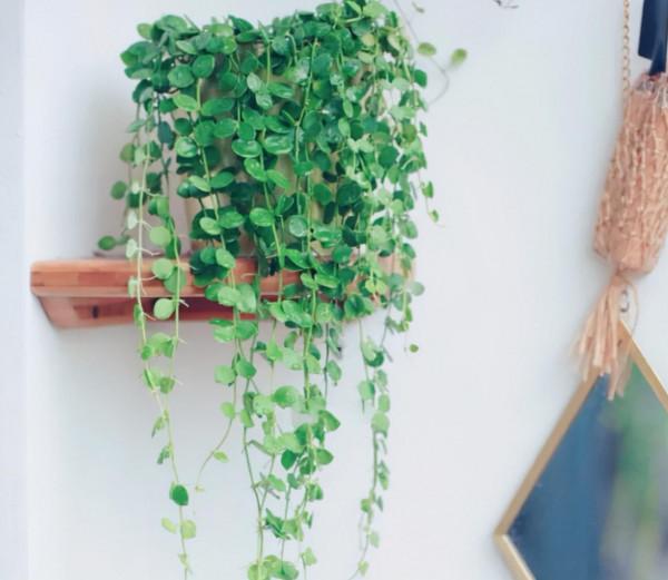 9種“招財花”,好看又招財,有錢人都喜歡養 9種“招財花”,好看又招財,有錢人都喜歡養