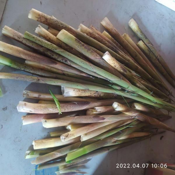 「放生漁獲」遵循不空軍的原則，路邊挖竹筍