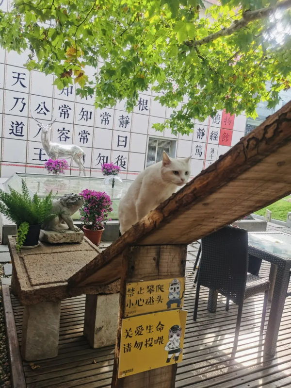 岳家槍和楊家槍能區分了嗎？