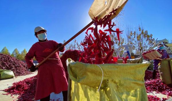 河北望都：冬收辣椒忙致富