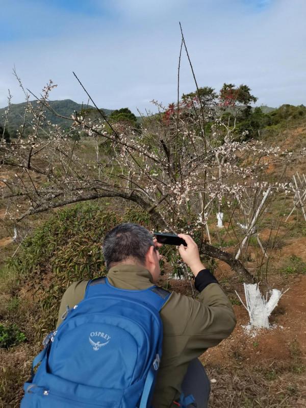 馬巒山的白梅花都開啦 馬巒山的白梅花都開啦