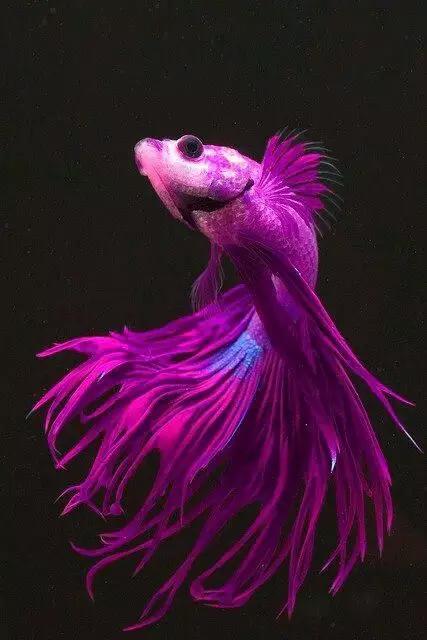 70種珍貴的魚欣賞（圖）