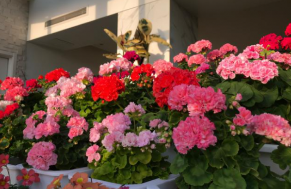 想養好天竺葵，要記住“4點”，即使是新手，也能養爆盆