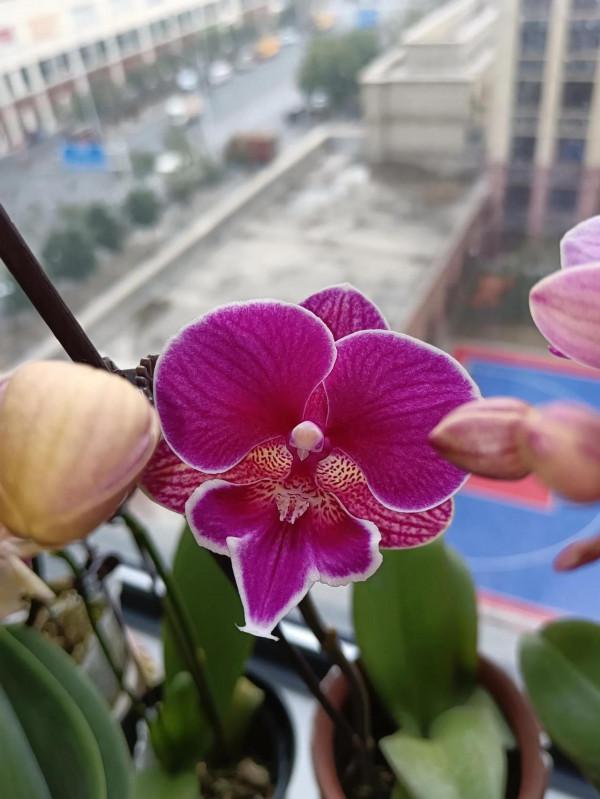 自己養的花,什麼樣子都喜歡 自己養的花,什麼樣子都喜歡