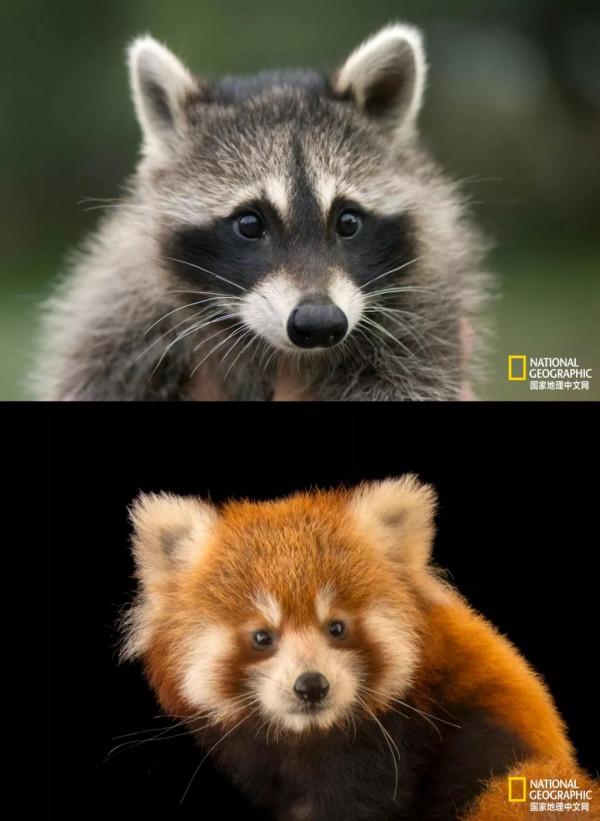 原來我們被幹脆面騙了好多年 原來我們被幹脆面騙了好多年