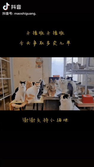 100只貓還在，這位狸奴書生卻永遠走了&hellip;&hellip;