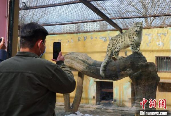 青藏高原野生動物園的雪豹&OpenCurlyDoubleQuote;奶爸&rdquo;
