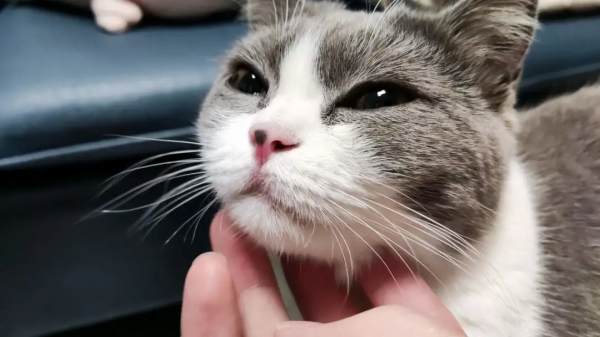 讓貓快樂的7種方法 讓貓快樂的7種方法