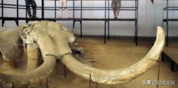 猛獁象牙真實市場成交價是多少？