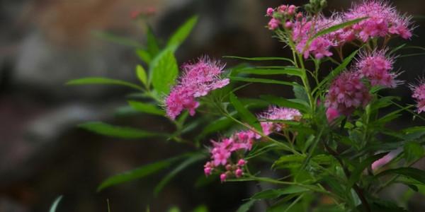 姐姐養了1種“仙花”，開放時淡雅如霧，大家看到都驚讚：太美了