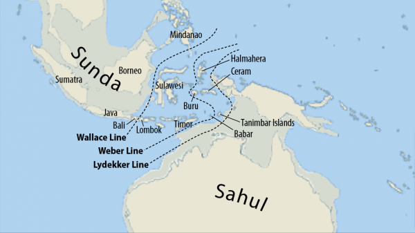 “村口大黃”到澳變身頂級殺手,吃袋鼠偷綿羊讓人頭疼,憑什麼? “村口大黃”到澳變身頂級殺手,吃袋鼠偷綿羊讓人頭疼,憑什麼?