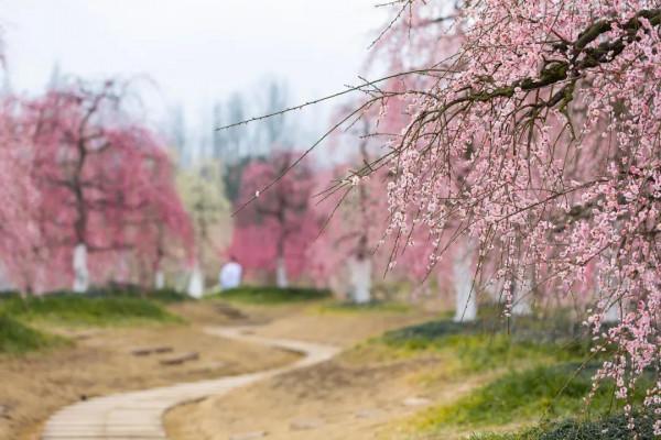 「問花村」暗香湧動！千畝梅花盛開啦