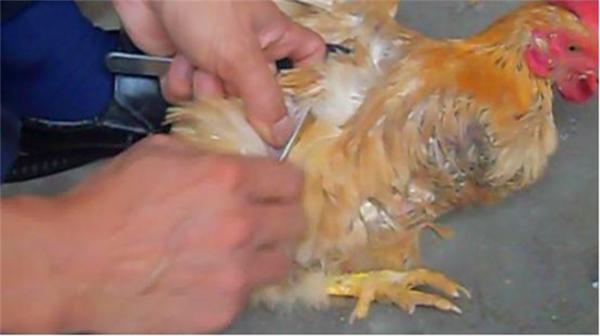農村養雞技術——傳統閹大公雞閹小公雞有啥區別？如何區分？