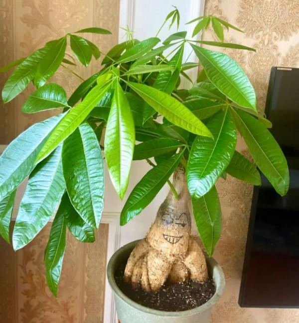 11種花得窮養,用小盆,少澆水,反而更精神 11種花得窮養,用小盆,少澆水,反而更精神