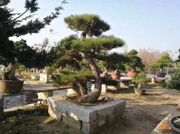 泰山松柏盆景 泰山松柏盆景