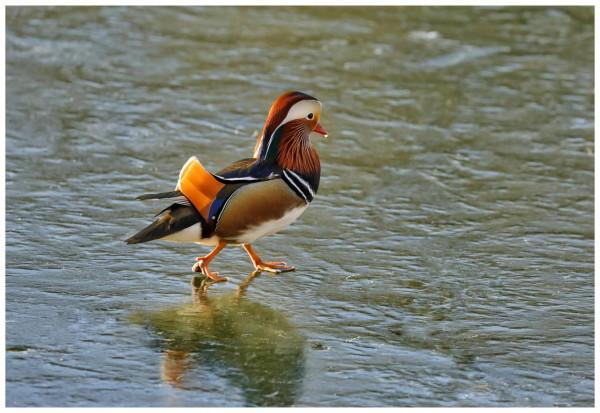 行走在薄冰上的小精靈