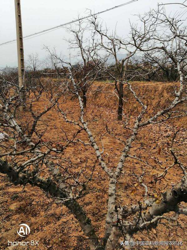 花椒樹管理連續劇十一｜盛產期花椒樹修剪知識&OpenCurlyDoubleQuote;三不過中&rdquo;