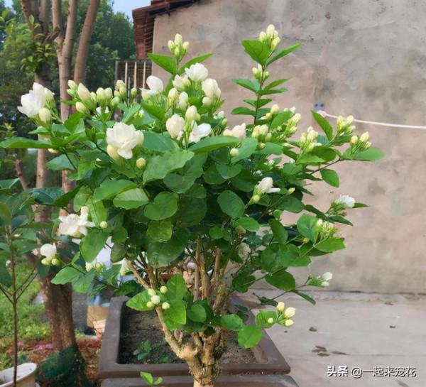 春天養茉莉花有&OpenCurlyDoubleQuote;5忌&rdquo;，即使避開夏天開爆花，香味清新惹人愛