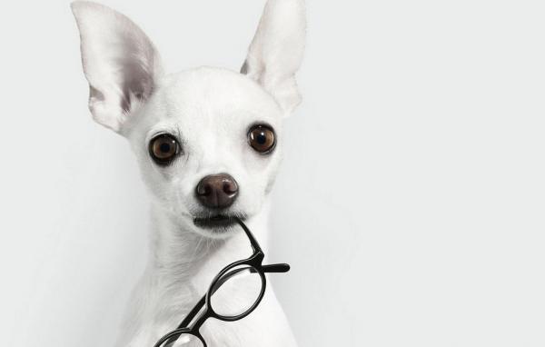 吉娃娃吃醋的幾大表現，簡直就是醋罈子