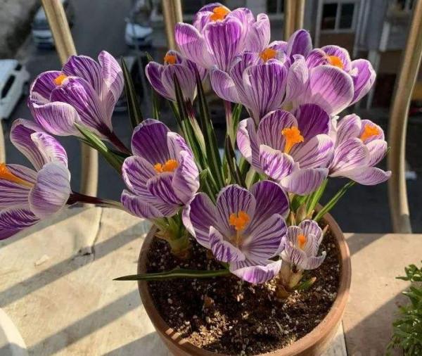 5種“女人花”,吃好又好聞,摘葉子花朵泡茶煲湯,養出嬌嫩容顏 5種“女人花”,吃好又好聞,摘葉子花朵泡茶煲湯,養出嬌嫩容顏