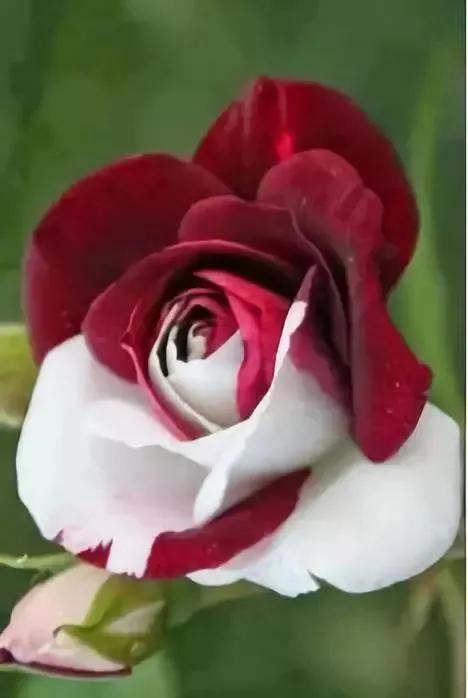 自然變異而成的珍稀品種，複合色花卉