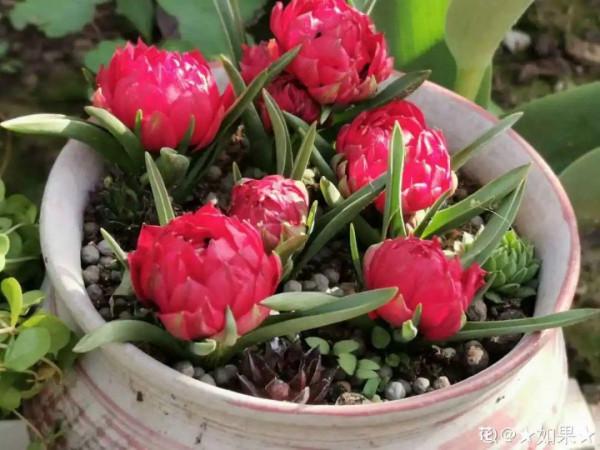 鬱金香就得小盆養，盆越小，花越多，明年照樣復花