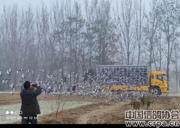 2021年“中國杯”信鴿職業聯賽(北京百鴿園站)第三關再下一城 2021年“中國杯”信鴿職業聯賽(北京百鴿園站)第三關再下一城