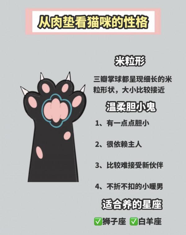 怎麼透過&OpenCurlyDoubleQuote;手相&rdquo;選貓？