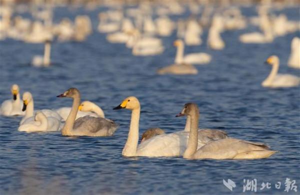 數萬只天鵝如期而至龍感湖 數萬只天鵝如期而至龍感湖