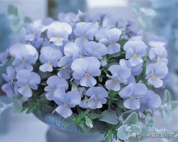 秋天買什麼花？這20種花建議選幾個，好看又好養，秋天買沒錯