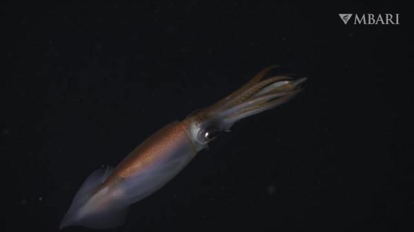 2021年拍攝到的珍稀深海生物 別樣又迷人