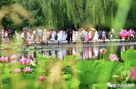 北京夏日你最想和誰一起賞荷 北京夏日你最想和誰一起賞荷