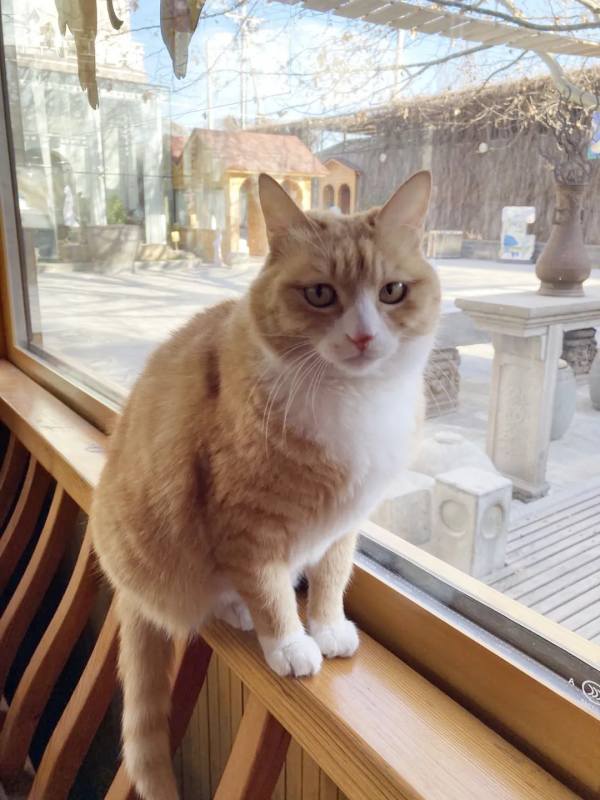 小仙拒絕零食，有多難