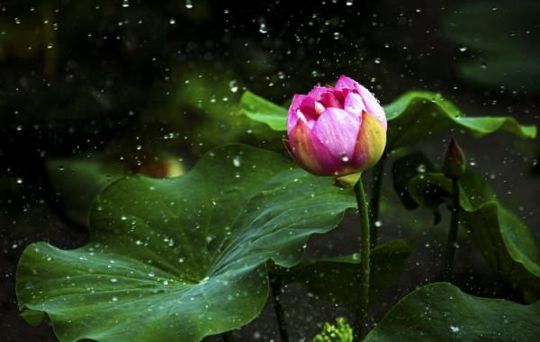 跟著乾隆去賞荷