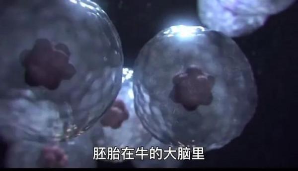 “十月懷胎”竟然是一場無情的戰爭 “十月懷胎”竟然是一場無情的戰爭