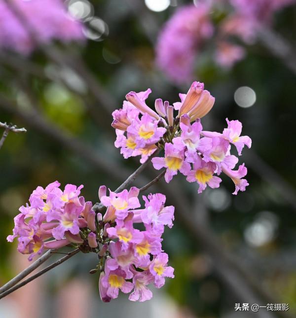 美麗的紫繡球花風鈴木