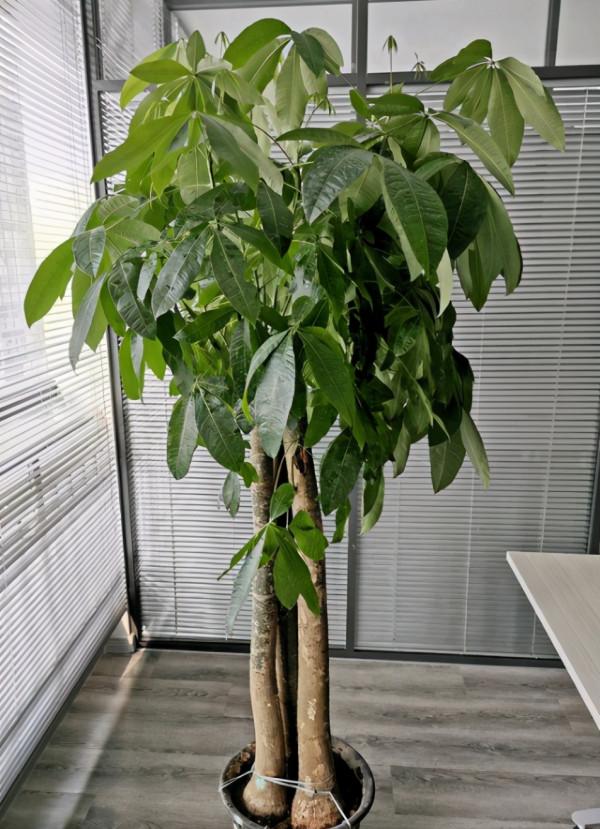 想讓發財樹長得快，做好“一通四足”，葉子大又綠，長得枝繁葉茂