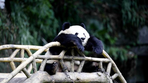 十大最萌動物盤點！看看有咱中國的幾個？